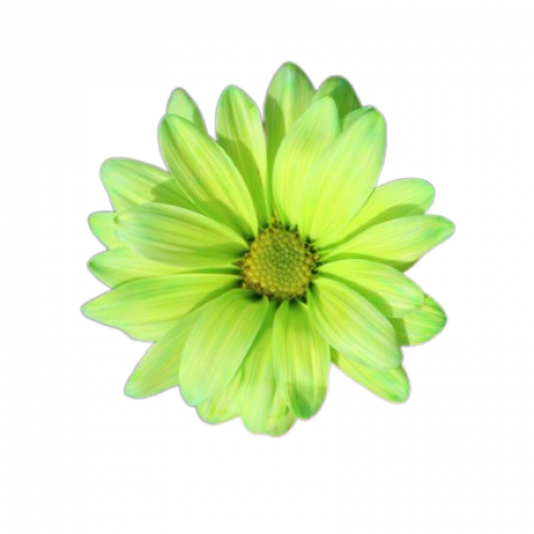 Atlantis Tinted Green