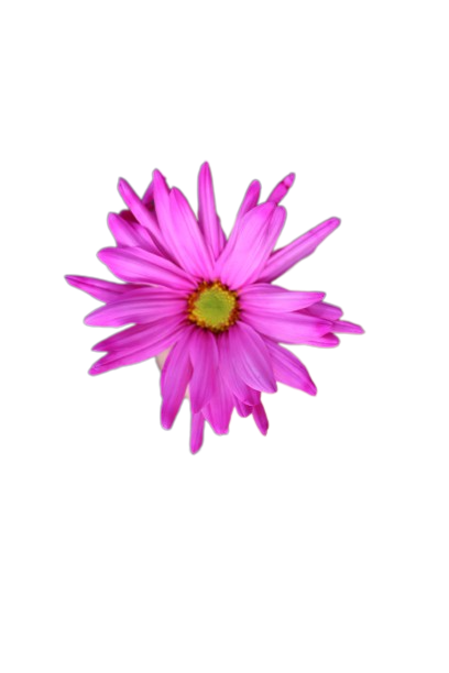 Atlantis Tinted Hot Pink