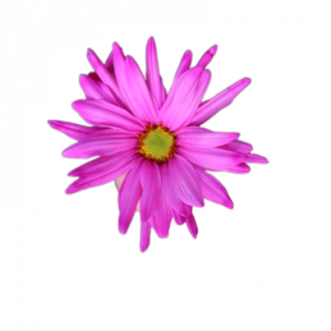 Atlantis Tinted Hot Pink