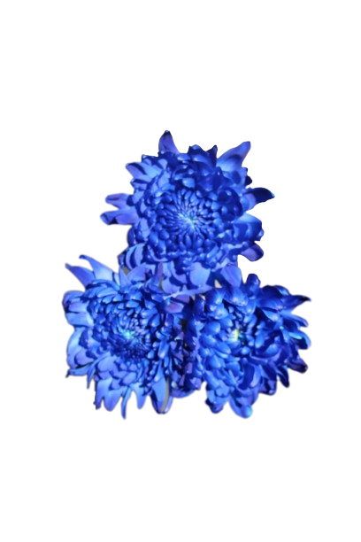 Tally-ho Tinted Blue