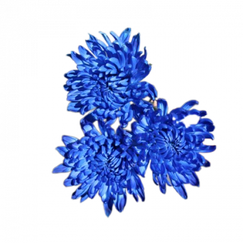Chita Tinted Blue