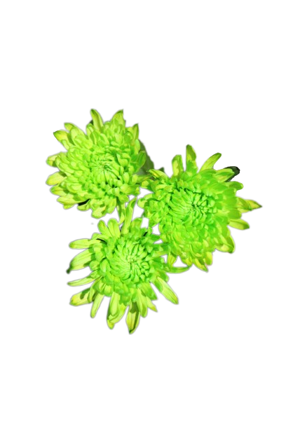 Chita Tinted Green