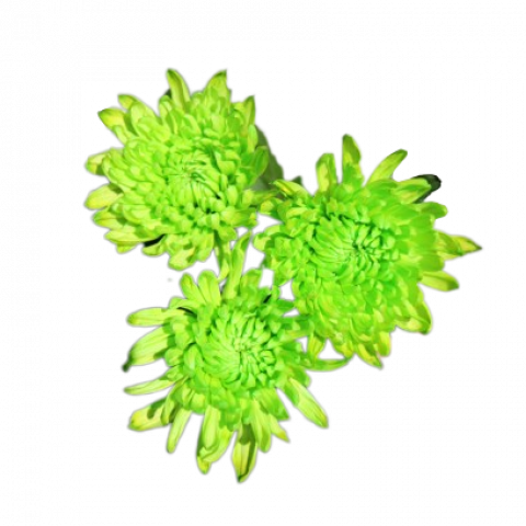 Chita Tinted Green