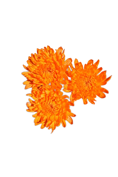 Chita Tinted Orange
