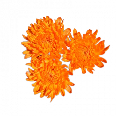 Chita Tinted Orange