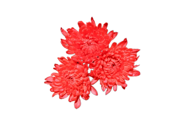 Chita Tinted Red