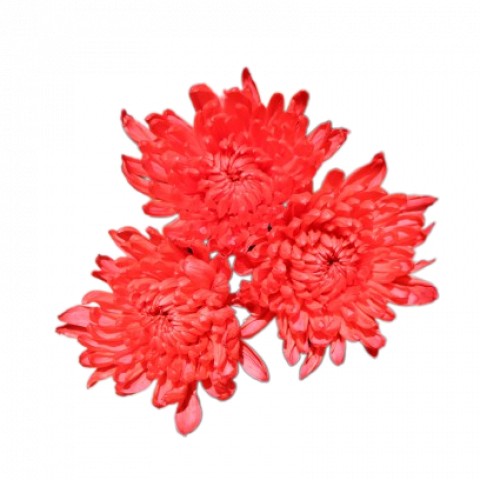 Chita Tinted Red