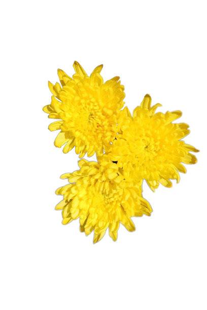 Chita Tinted Yellow
