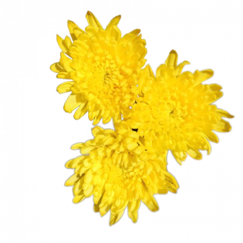 Chita Tinted Yellow