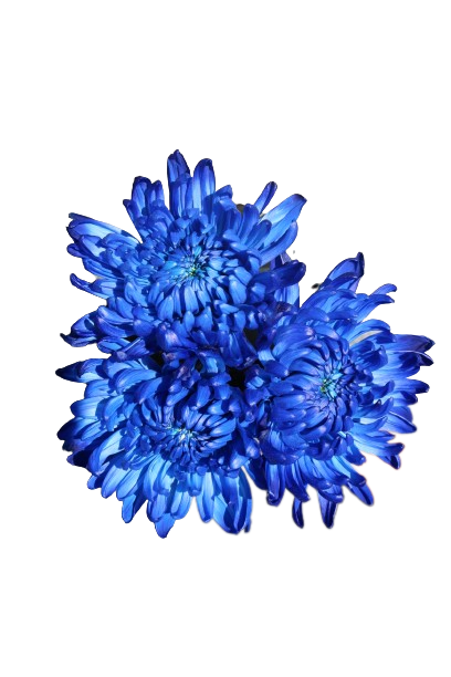 Everest Tinted Blue