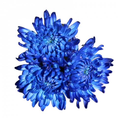Everest Tinted Blue