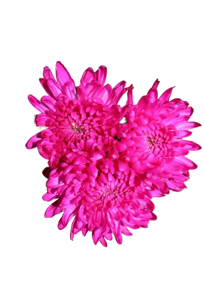Everest Tinted Hot Pink