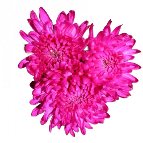 Everest Tinted Hot Pink