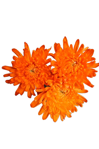 Everest Tinted Orange
