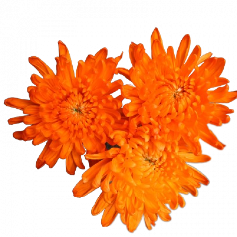 Everest Tinted Orange