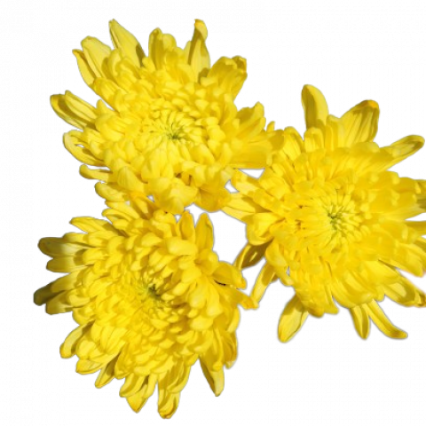 Everest Tinted Yellow