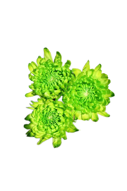 Tally-ho Tinted Green