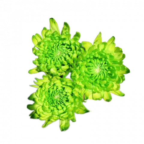 Tally-ho Tinted Green