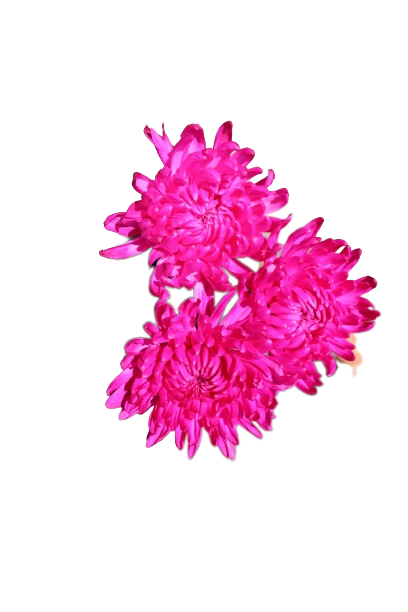 Chita Tinted Hot Pink