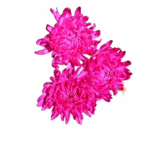 Chita Tinted Hot Pink