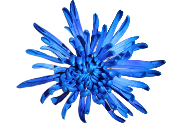 Spider Tinted Blue