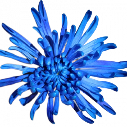 Spider Tinted Blue