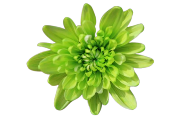 Maisy Tinted Green