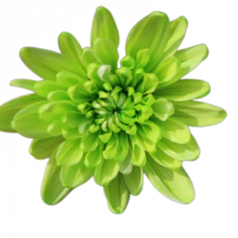 Maisy Tinted Green