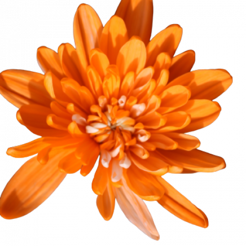 Maisy Tinted Orange