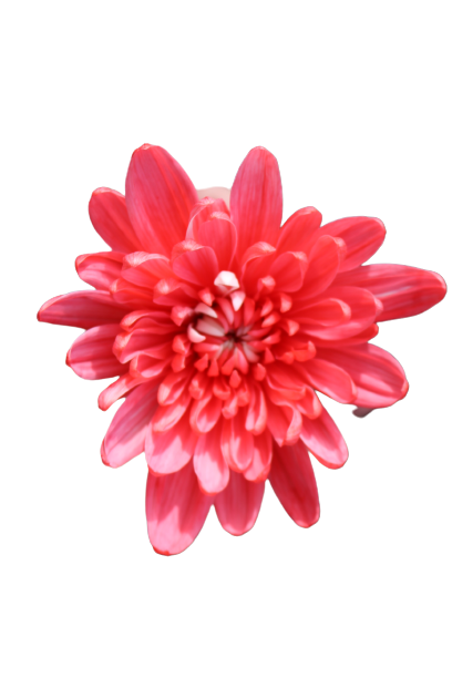 Maisy Tinted Red