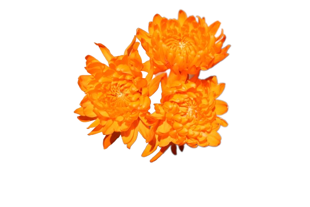 Reagan Tinted Orange
