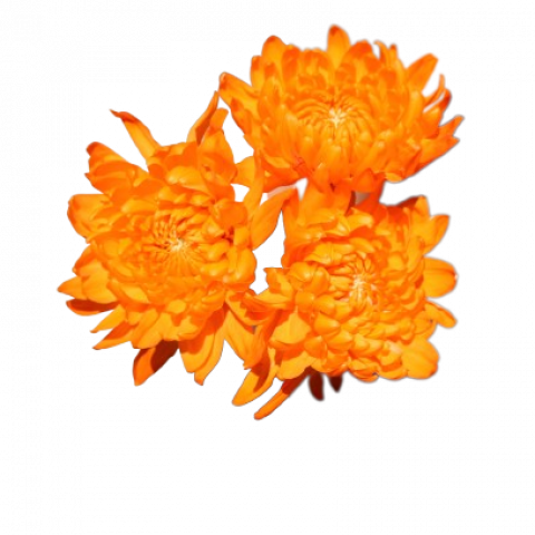 Tally-ho Tinted Orange