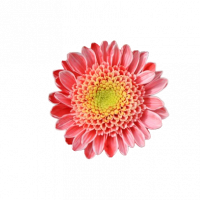 Bouquet rose