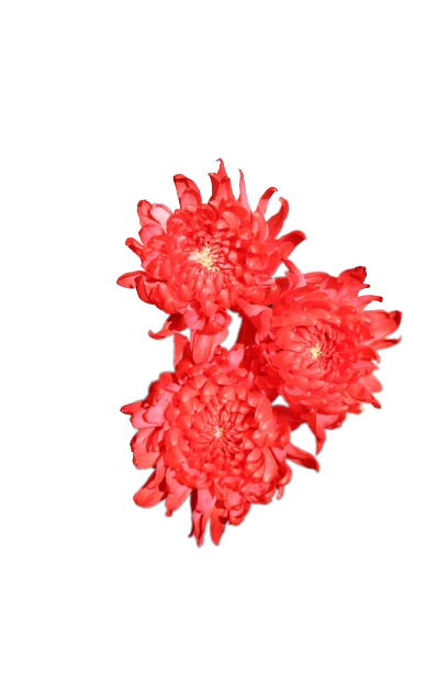 Tally-ho Tinted Red