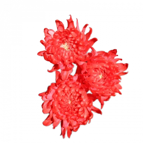 Tally-ho Tinted Red