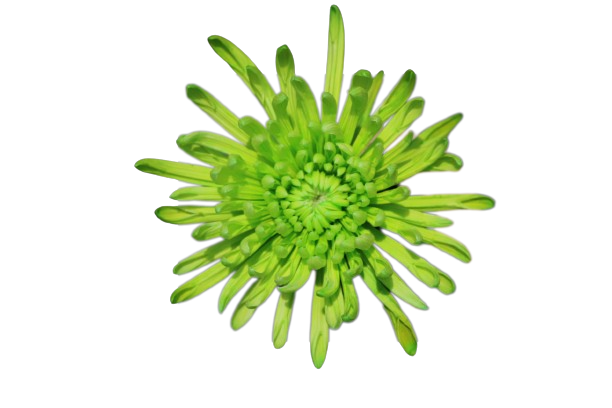 Spider Tinted Green