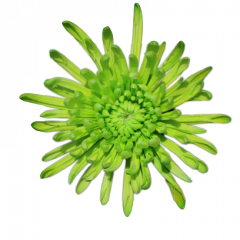 Spider Tinted Green