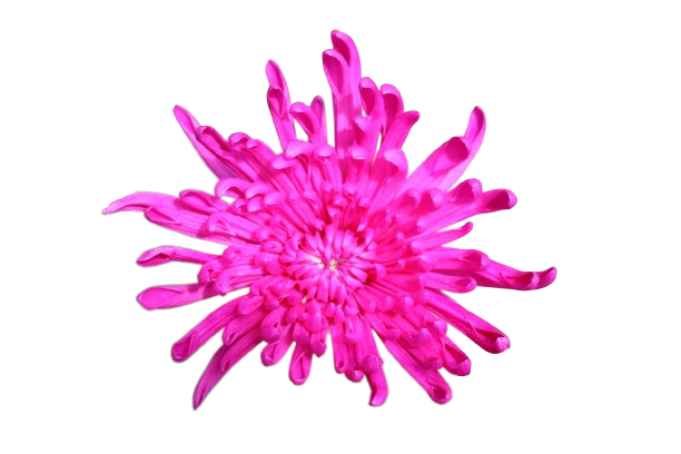 Spider Tinted Hot Pink