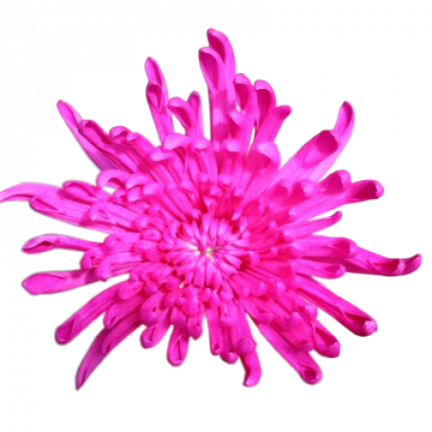 Spider Tinted Hot Pink