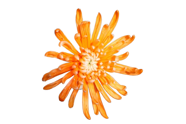 Spider Tinted Orange
