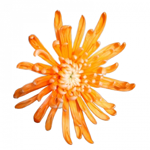 Spider Tinted Orange