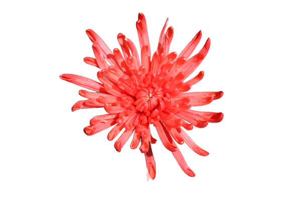 Spider Tinted Red