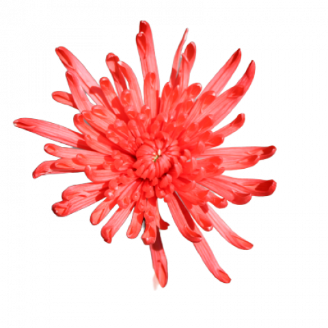 Spider Tinted Red