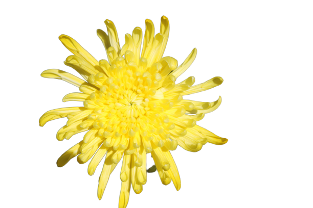 Spider Tinted Yellow