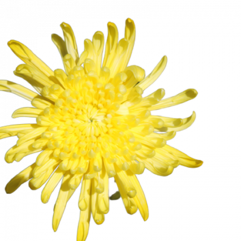 Spider Tinted Yellow