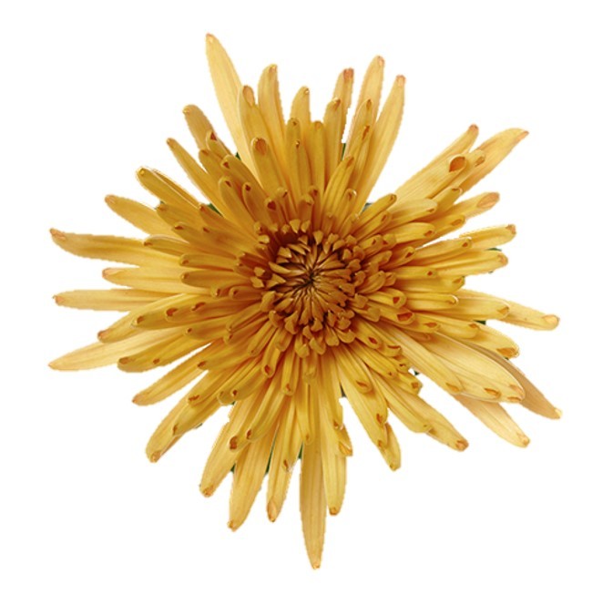 Anastasia gold bronze