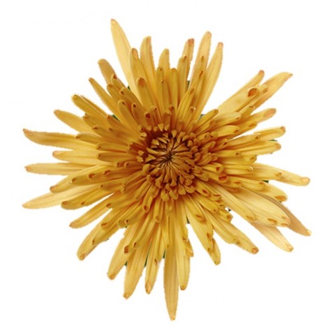 Anastasia gold bronze