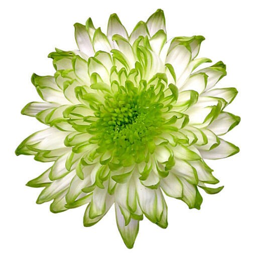 Zembla Lime