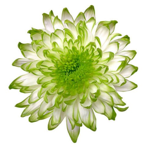 Zembla Lime