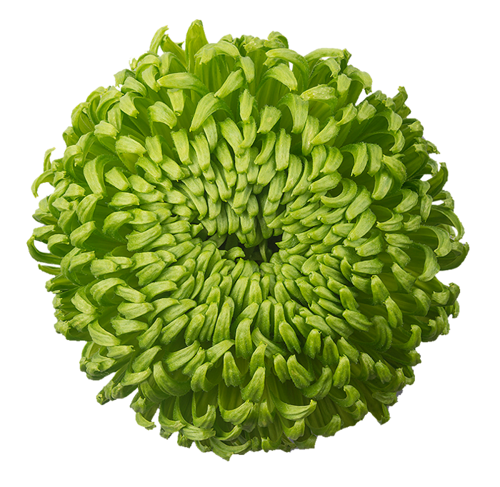 Ball Alemani